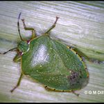 Photo of a stink bug