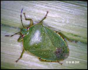 Photo of a stink bug