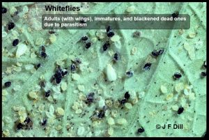 Whiteflies (photo shows winged adults, immatures, and black/dead ones due to parasitism)