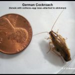 German Cockroach beside a U.S. penny for scale purposes