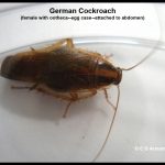Image of a female German cockroach