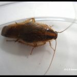 Photo of a German Cockroach
