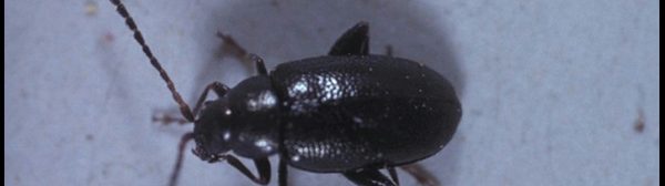Photo of a Cabbage Flea Beetle