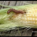 Photo of a corn earworm larva at the end of an ear of corn.