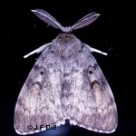 Photo of a male Lymantria dispar