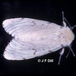 Photo of a female gypsy moth