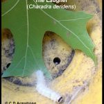 Photo of a Laugher caterpillar, Latin name of Charadra deridens