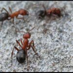 Allegheny Mound Ants in Bristol, MainePhoto taken: July 19th, 2017