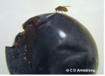 2 images side by side of a fruit fly
