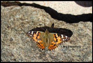 photo of a Painted Lady butterfly taken at Schoodic Point in Winter Harbor, Maine on Oct. 10th, 2017.