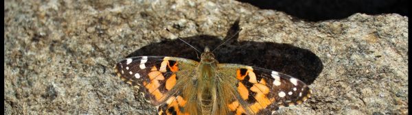 photo of a Painted Lady butterfly taken at Schoodic Point in Winter Harbor, Maine on Oct. 10th, 2017.