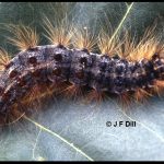 mature gypsy moth caterpillar