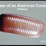 closeup image of an American cockroach's egg case, called an ootheca.