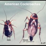 Photo of a pair of American Cockroaches (a male and a female)