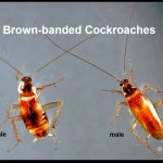 Photo of two brown-banded cockroaches (female on left; male on right)