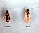 Brown-banded Cockroaches