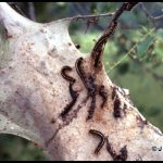 Eastern Tent Caterpillars and their nest