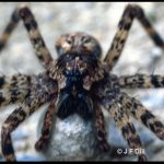 photo of a fishing spider; perhaps Dolomedes scriptus