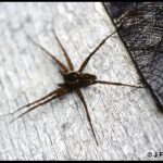 photo of a fishing spider