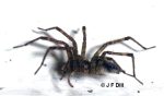 Profile view of a grass spider (also called a funnel weaver)