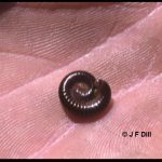Photo of a millipede curled up in its defensive position
