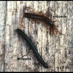 photo of a millipede beside a centipede, for comparison purposes
