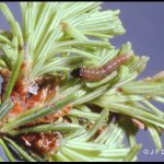 A spruce budworm larva on the end of a spruce branch