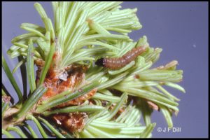 A spruce budworm larva on the end of a spruce branch