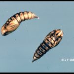 A pair of spruce budworm pupae