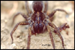 Photo of a wolf spider; family Lycosidae