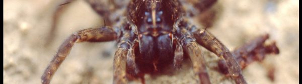 Photo of a wolf spider; family Lycosidae