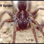 Photo of a Wolf Spider