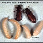 Photo of a pair of Confused Flour Beetles and four larvae