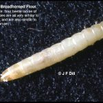 closeup of a larva of a Broadhorned Flour Beetle