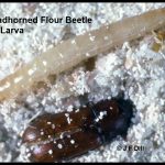 A Broadhorned Flour Beetle and a larva of the same species