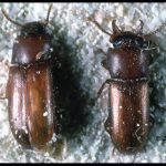 photo of a pair of Broadhorned Flour beetles
