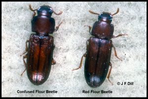 Photo of two species of flour beetles: a Confused Flour Beetle and a Red Flour Beetle