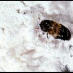 photo of a larder beetle