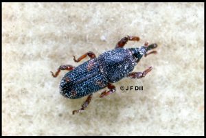 Photo of a rice weevil