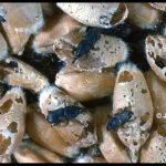 Photo of some rice weevils and the damage they do to some kernels of wheat they have been feeding upon