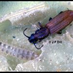photo of a Sawtoothed Grain Beetle (adult plus a larva)