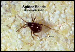 Photo of a small beetle called a Spider Beetle because of their superficial resemblance to a spider