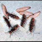 photo of five termite reproductives and some of their wings which they have shed