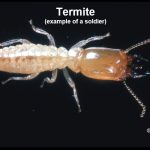 Photo of a termite soldier (they have much larger heads than the workers)