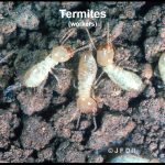 Photo of some termite workers