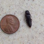 Photo of a Click beetle beside a U.S. penny