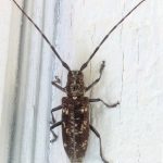A female Whitespotted sawyer beetle