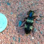 Photo of a Hairy Rove beetle beside a U.S. dime for scale purposes