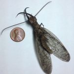 photo of a male dobsonfly, ventral view