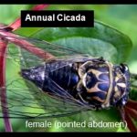 An Annual / Dog-day Cicada found in Maine